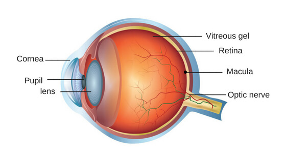 Low Vision